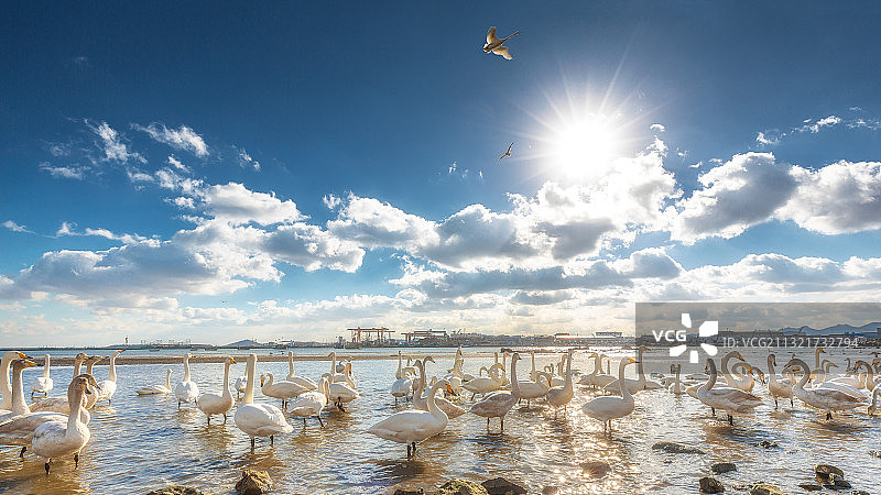 野生大天鹅威海越冬图片素材