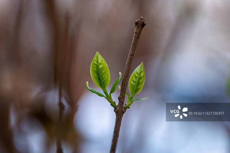 有趣的新生叶片图片素材