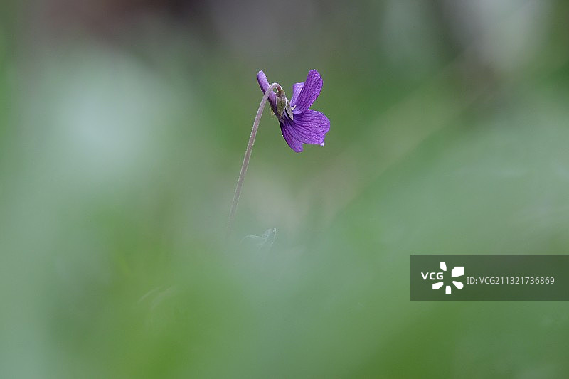 美丽的紫花地丁，开遍渭水河畔。图片素材