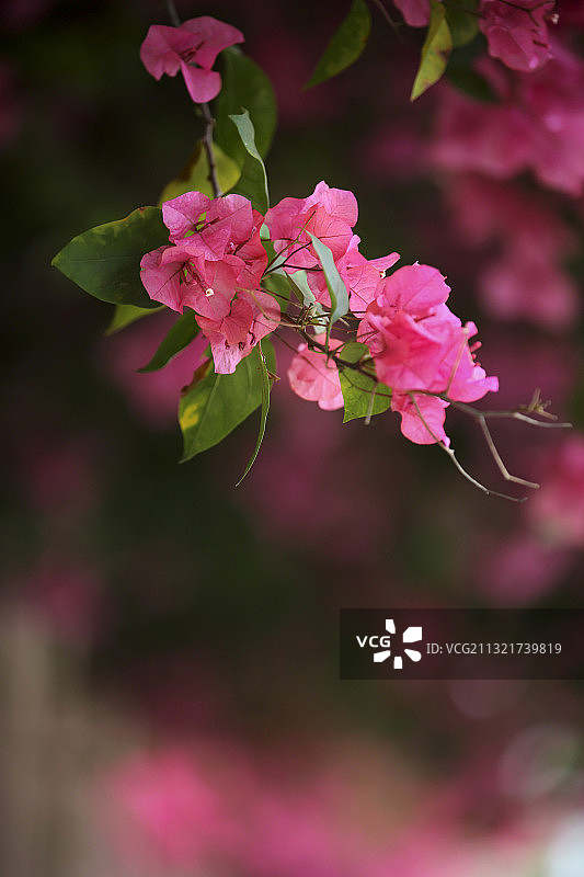春天三角梅开花了图片素材
