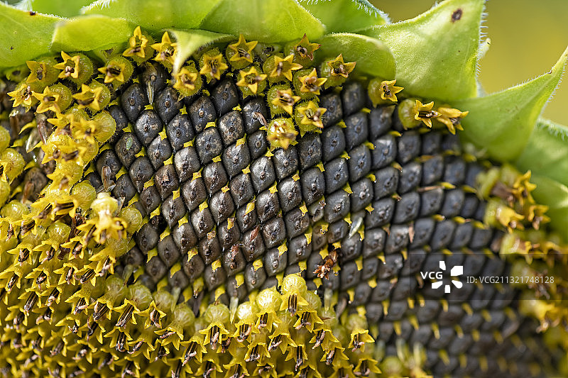 加拿大多伦多渥太华菠萝特写图片素材