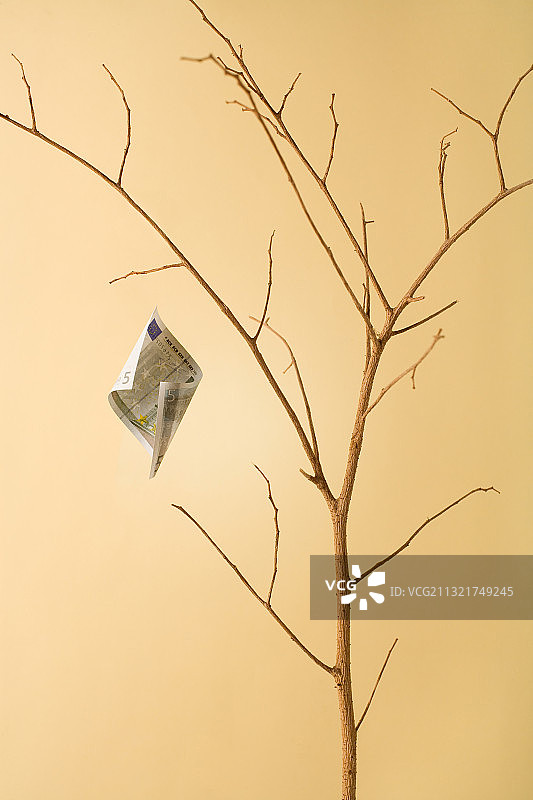 晴空下的植物特写，中国香港图片素材