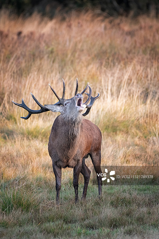 驼鹿站在田野上的侧面照图片素材