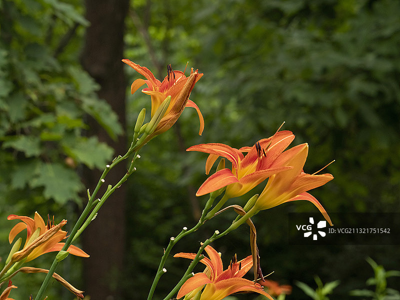 萱草花图片素材