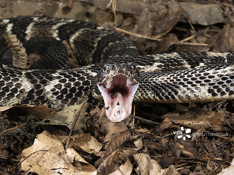 响尾蛇图片素材