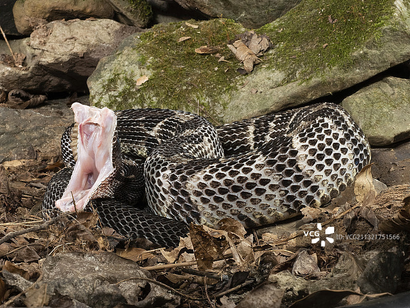 响尾蛇图片素材