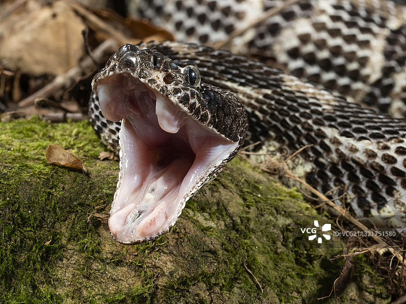 响尾蛇图片素材