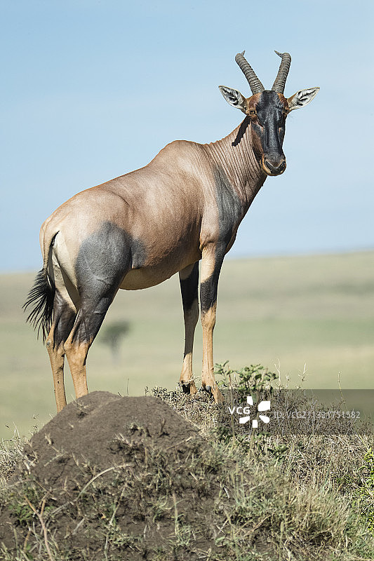 非洲大羚羊图片素材