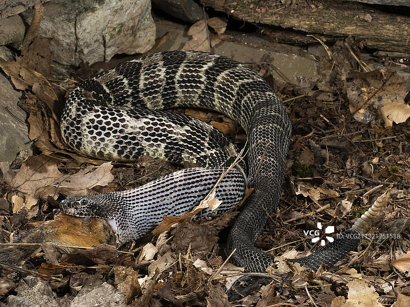 响尾蛇图片素材