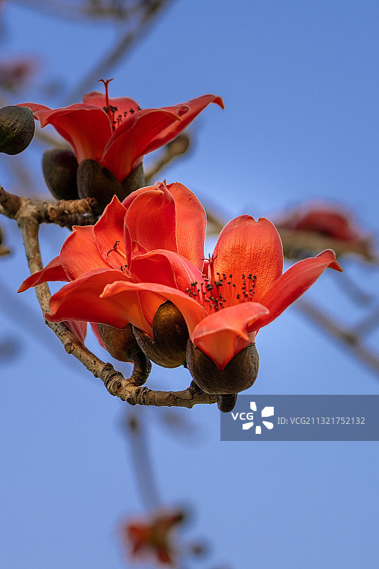 福建省厦门市翔安区英雄三岛战地观光园木棉图片素材