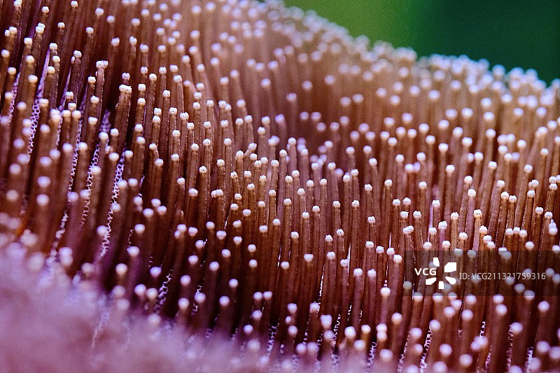 海洋生命力图片素材