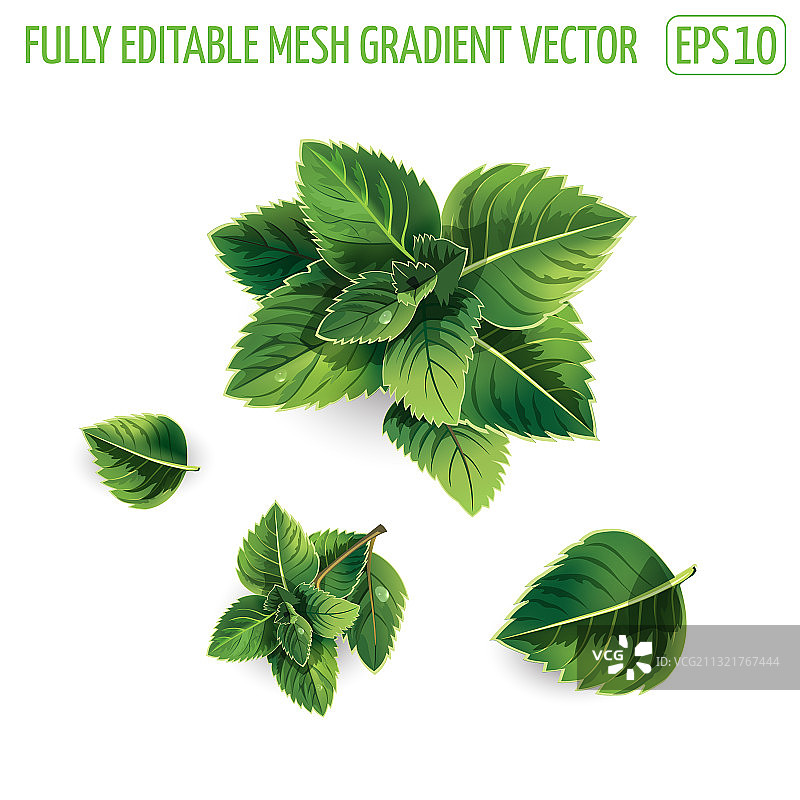 白色背景上的薄荷叶图片素材