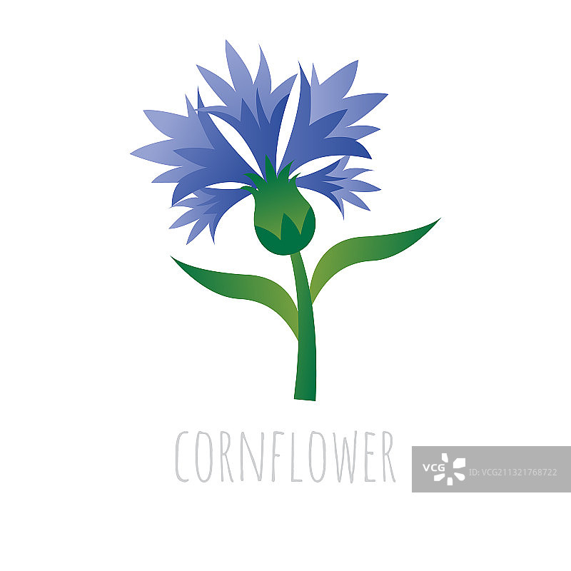 蓝色矢车菊图片素材