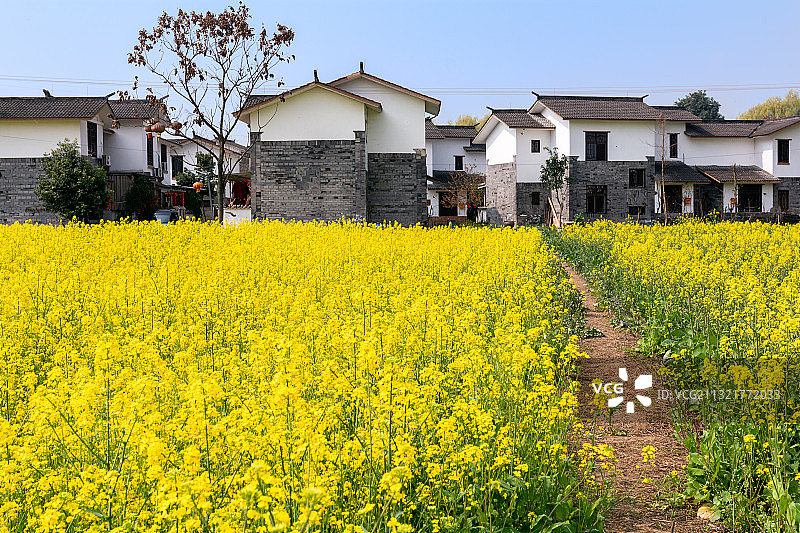 成都崇州白头镇五星村油菜花与川派建筑图片素材