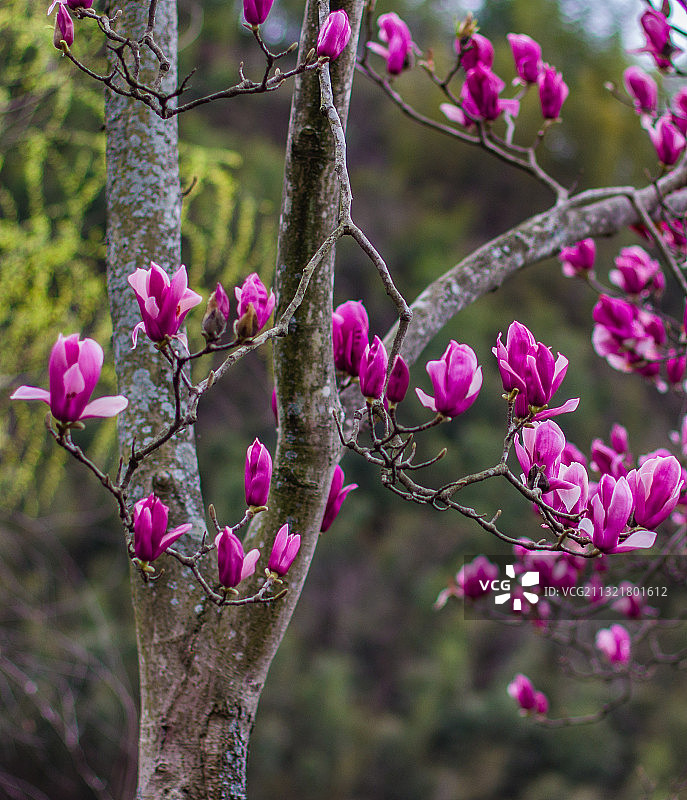 紫玉兰图片素材