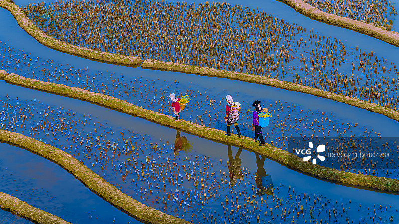 云南元阳爱田村，梯田在上午阳光照耀下呈现一片晶莹的宝石蓝色。图片素材