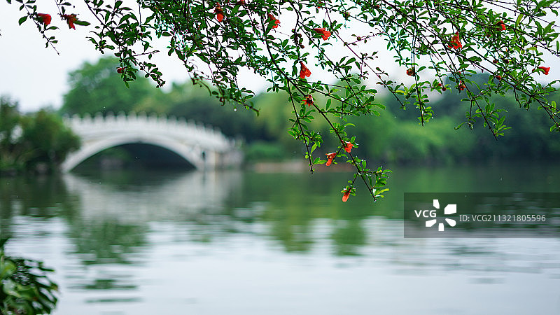 初夏，桂林两江四湖景区石榴花开图片素材