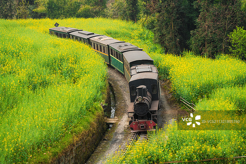 四川省乐山市犍为县正在穿越油菜花海的嘉阳小火车图片素材