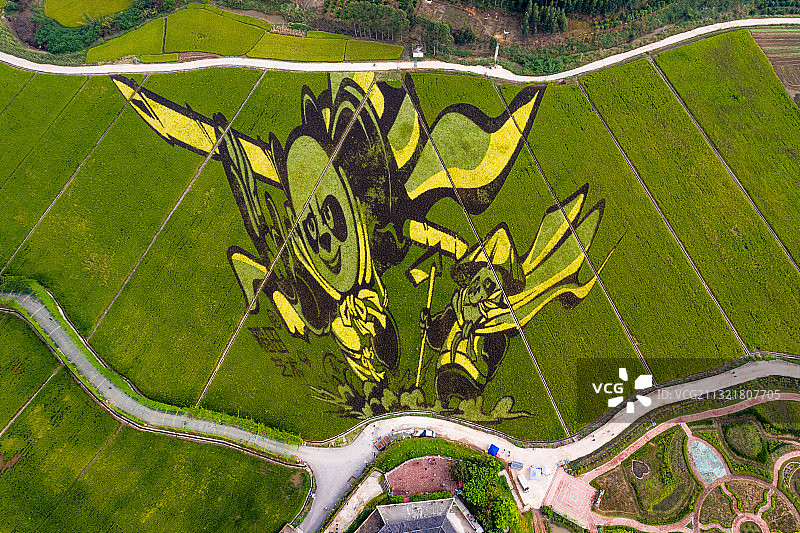 艺术稻田图片素材