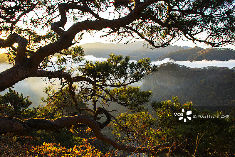 辽宁本溪关门山松间云海图片素材