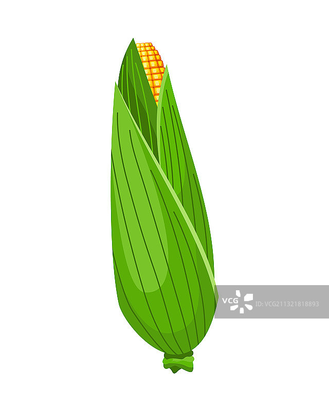白色背景上的成熟玉米棒图片素材