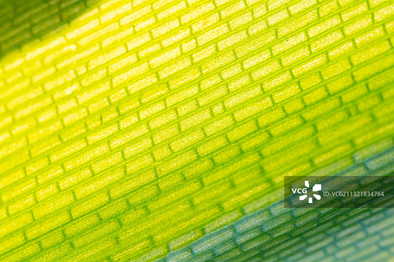 植物细胞图片素材