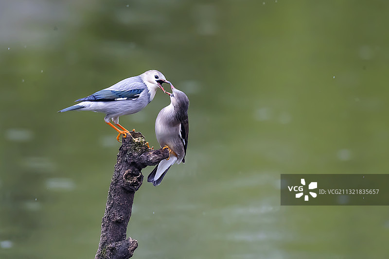 恋爱在春天•丝光椋鸟图片素材