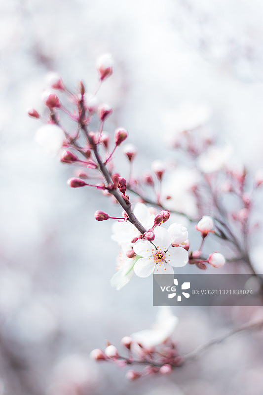 紫叶李图片素材