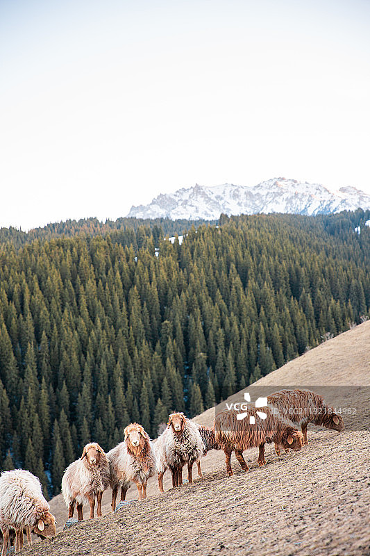 新疆乌鲁木齐南山雪山下森林旁吃草的羊群图片素材