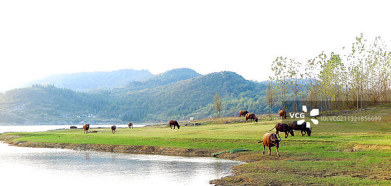 IMG_1024I贵阳红枫湖水库--牧牛图2016,.10S图片素材