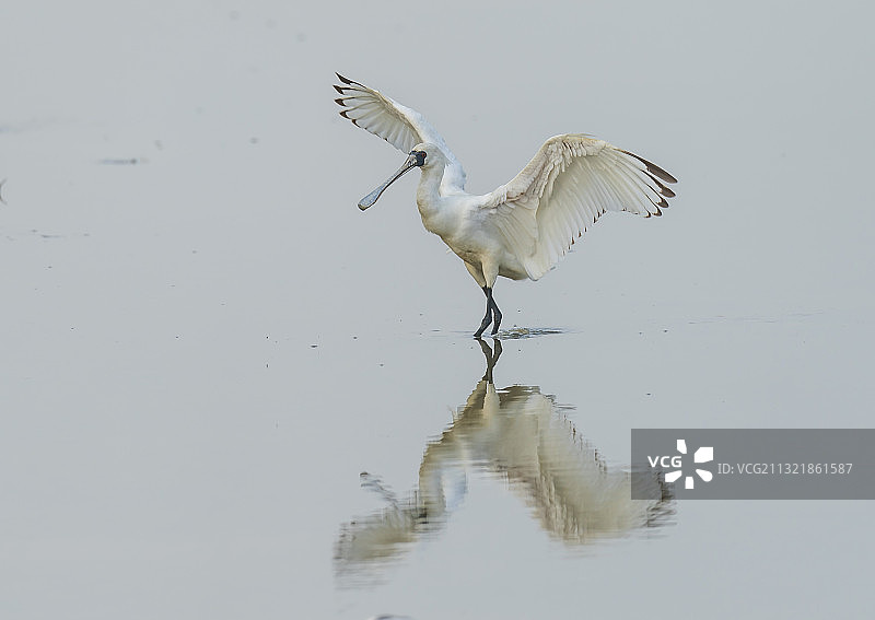 《翩翩起舞》图片素材