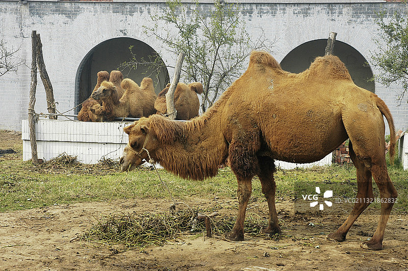共产主义小社区——河南漯河市临颍县南街村图片素材