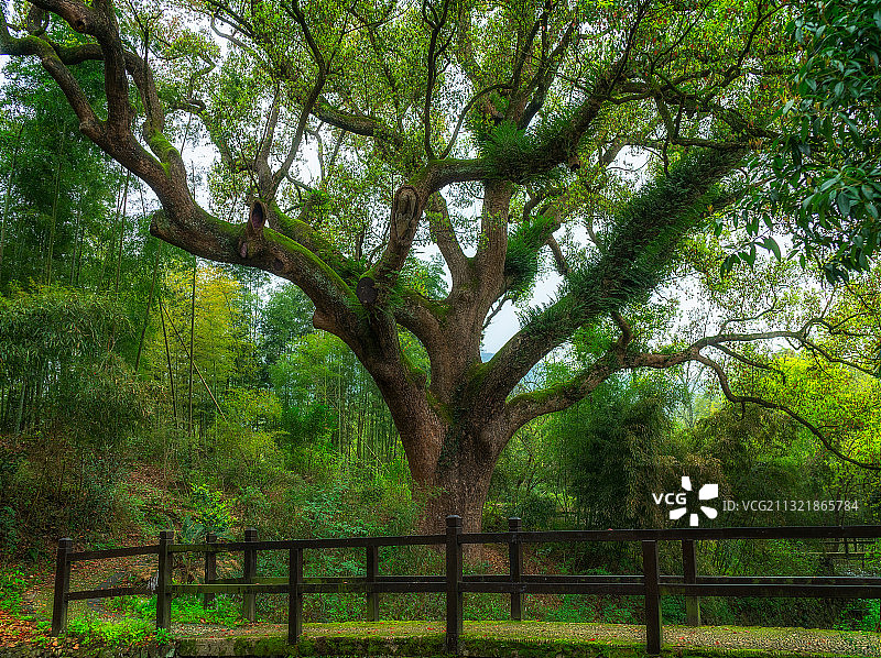 丽水古堰 画乡樟树林图片素材