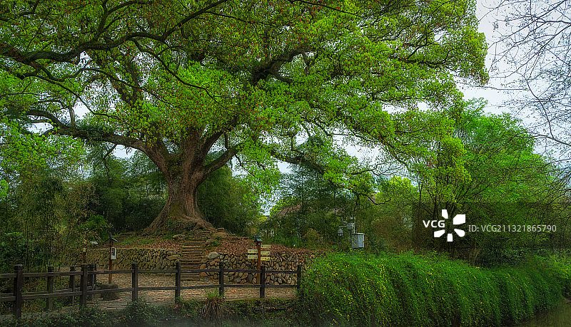 丽水古堰 画乡樟树林图片素材