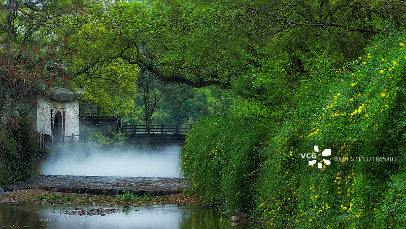 丽水古堰 画乡樟树林图片素材