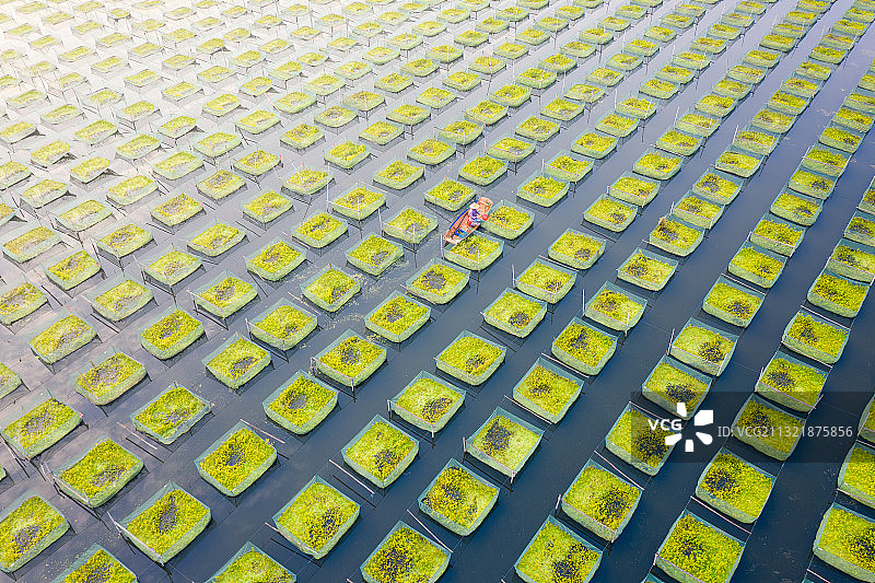 鳝鱼养殖场劳作图片素材