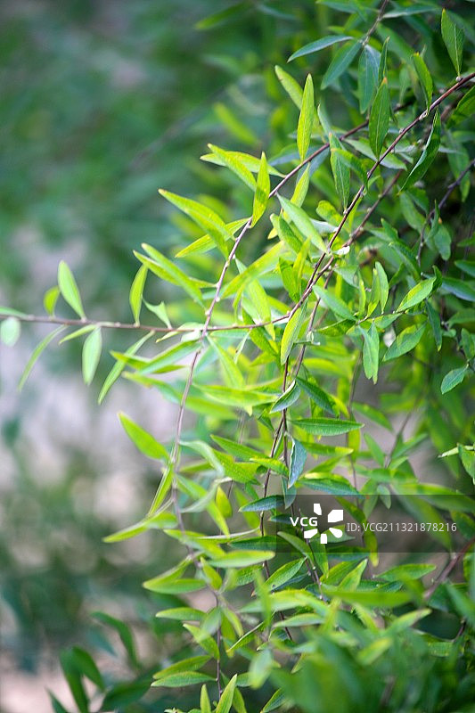 柳树上的绿色树叶图片素材