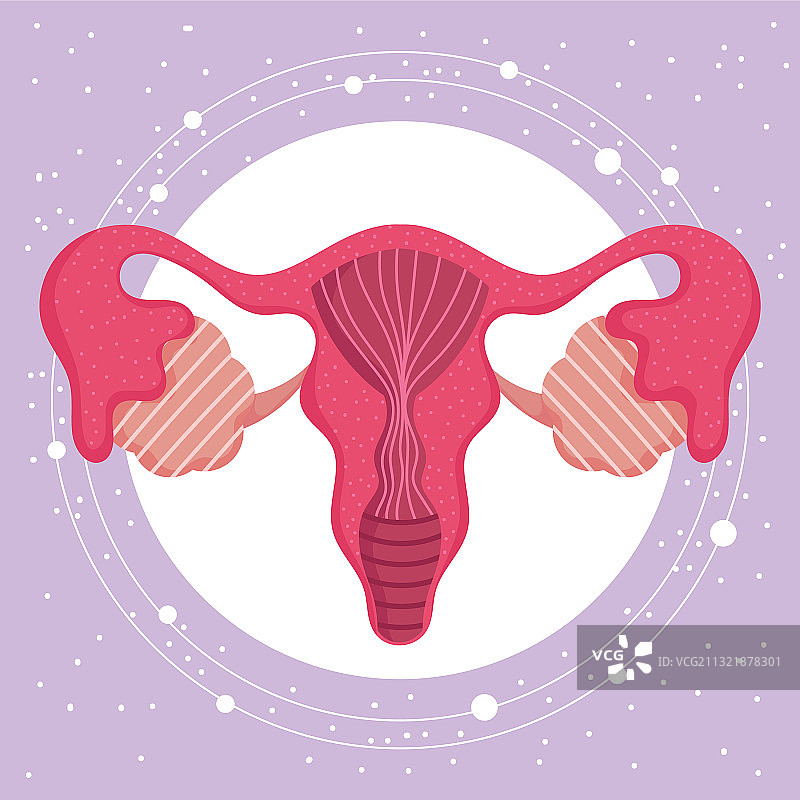 女性人类生殖系统器官解剖图片素材