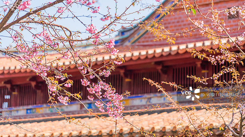 晴天故宫红色背景墙盛开的粉红色樱花图片素材