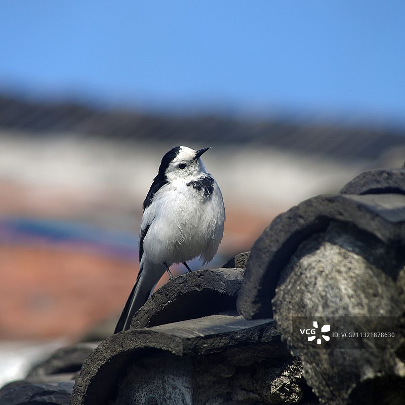屋顶上的白鹡鸰图片素材