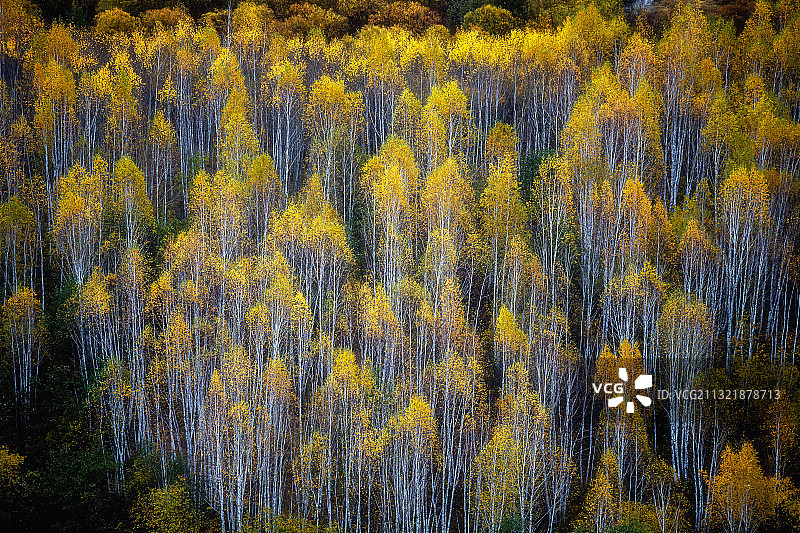 大兴安岭地区秋季景色图片素材