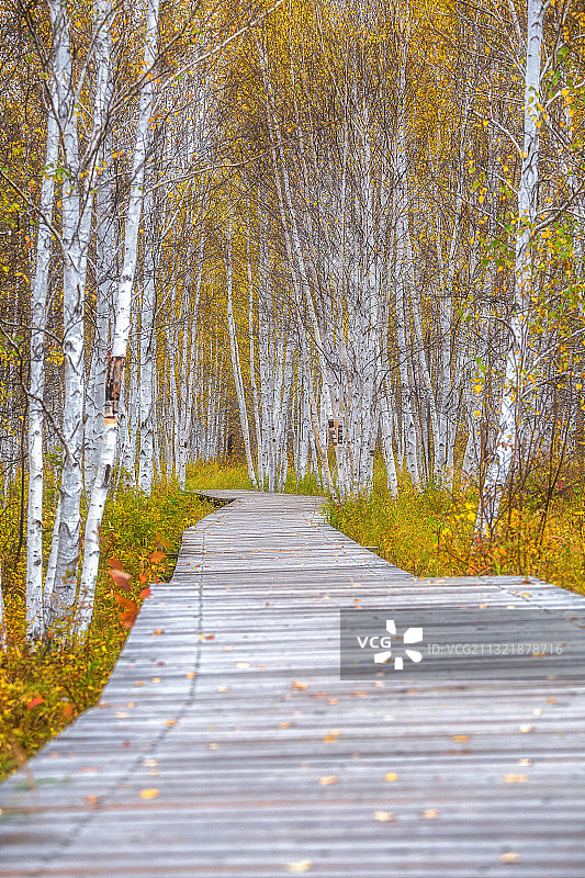 大兴安岭地区秋季景色图片素材