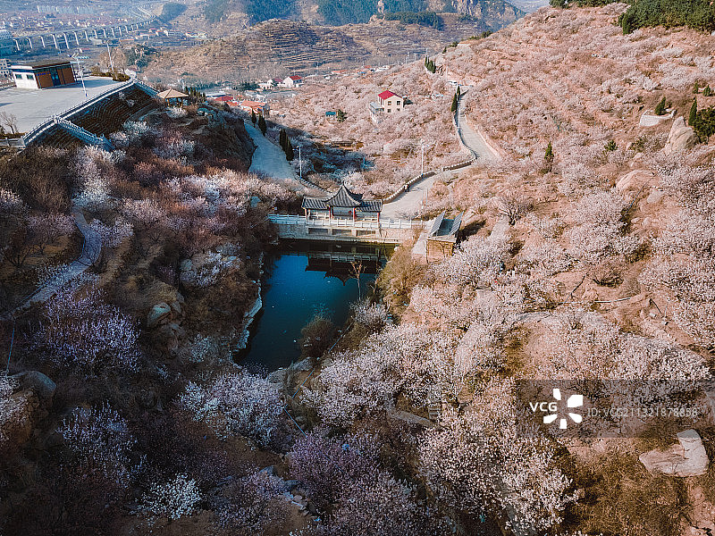 樱桃谷春晨图片素材