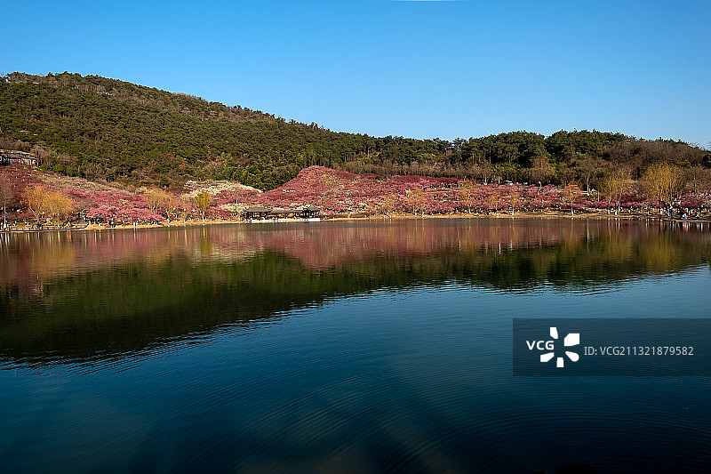 张家港香山梅岭梅花林图片素材
