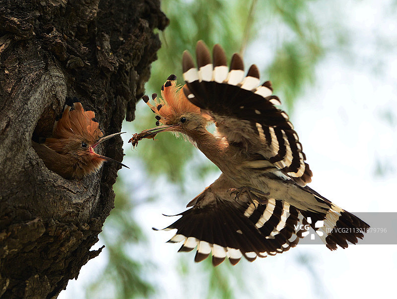 喂小鸟图片素材