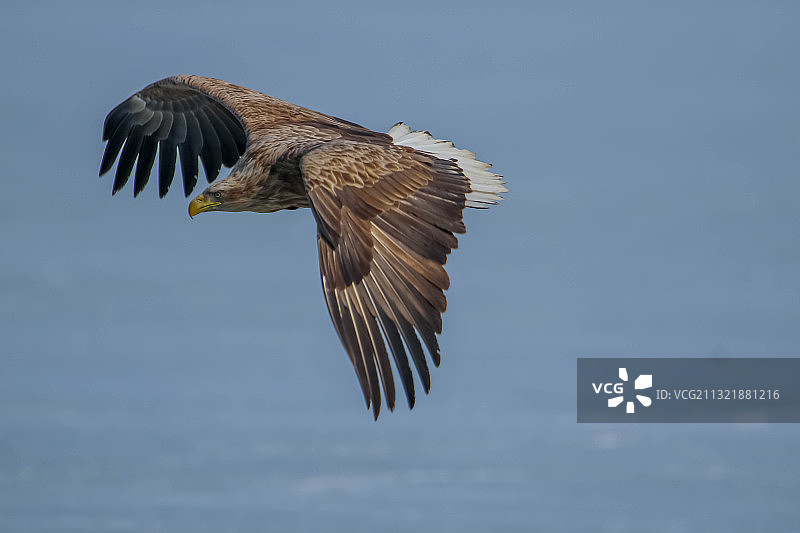 白尾海雕图片素材
