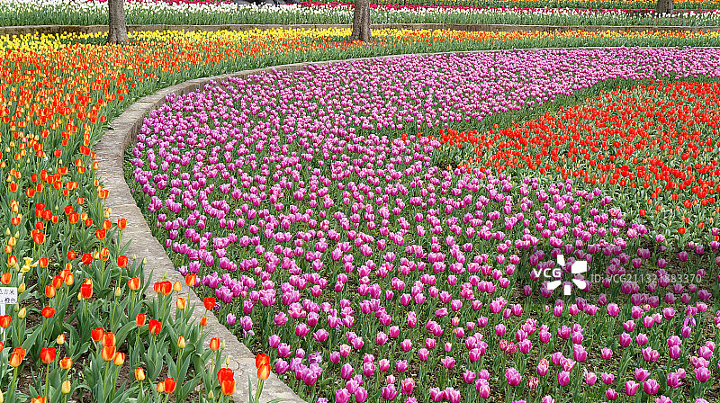 郁金香花海图片素材