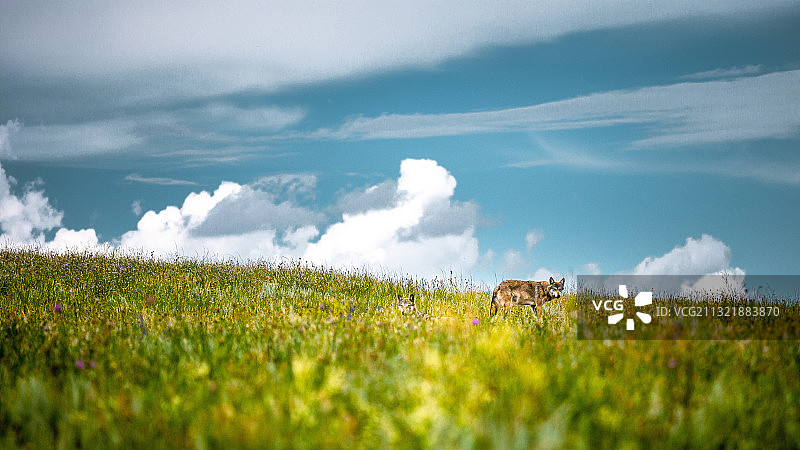 内蒙古乌拉盖草原图片素材