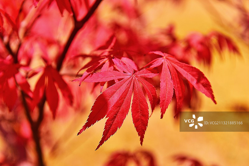 秋天红色的枫叶图片素材