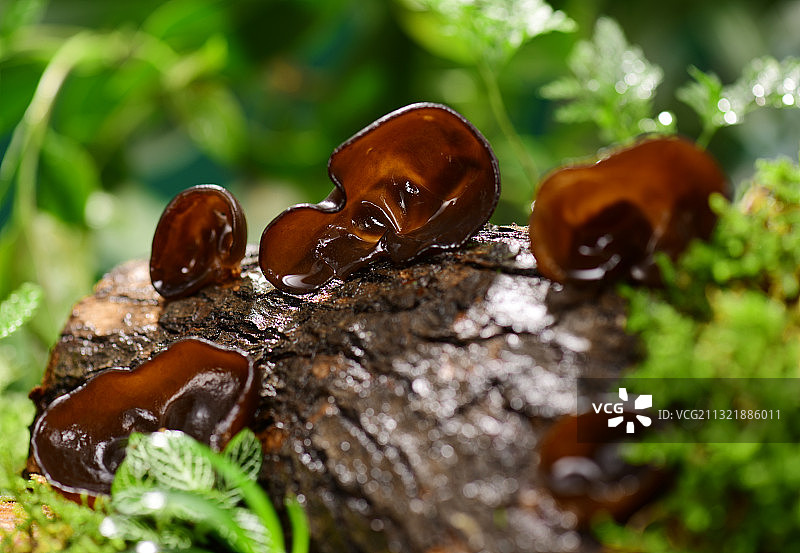 树干上的木耳图片素材